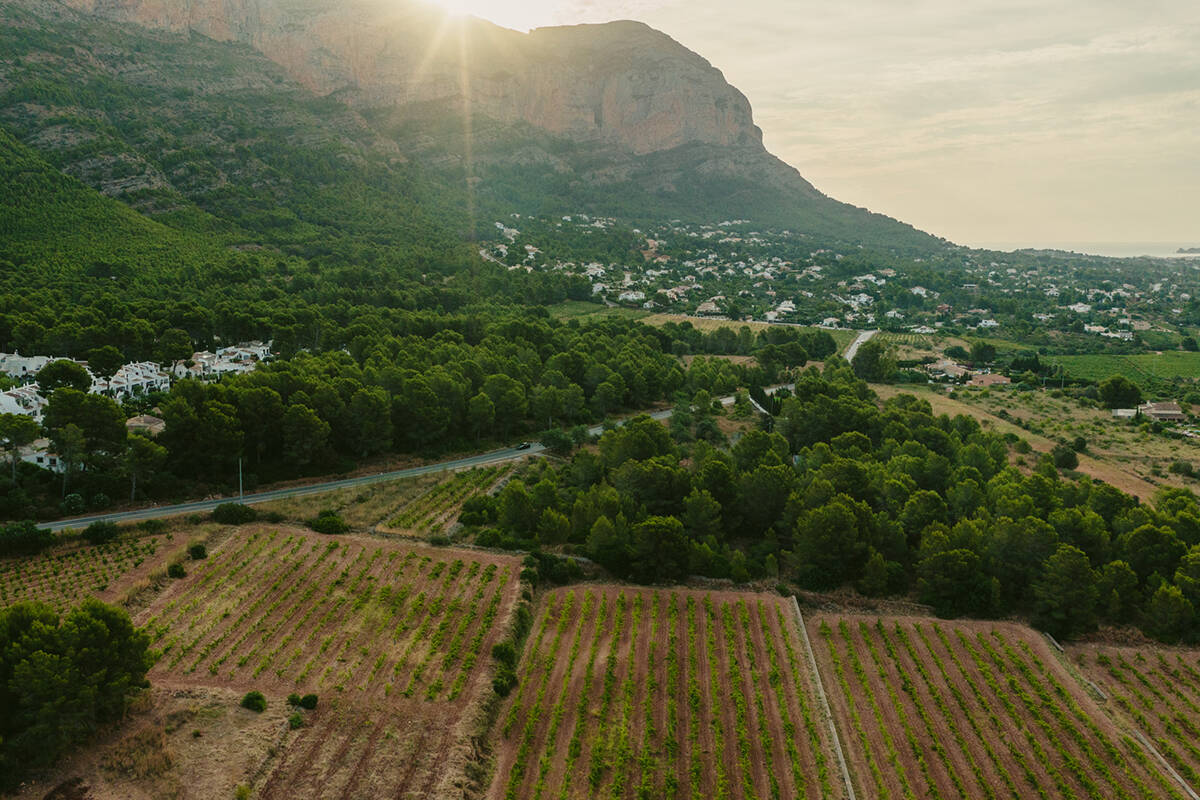 ¿Acabará el cambio climático con el vino en España?