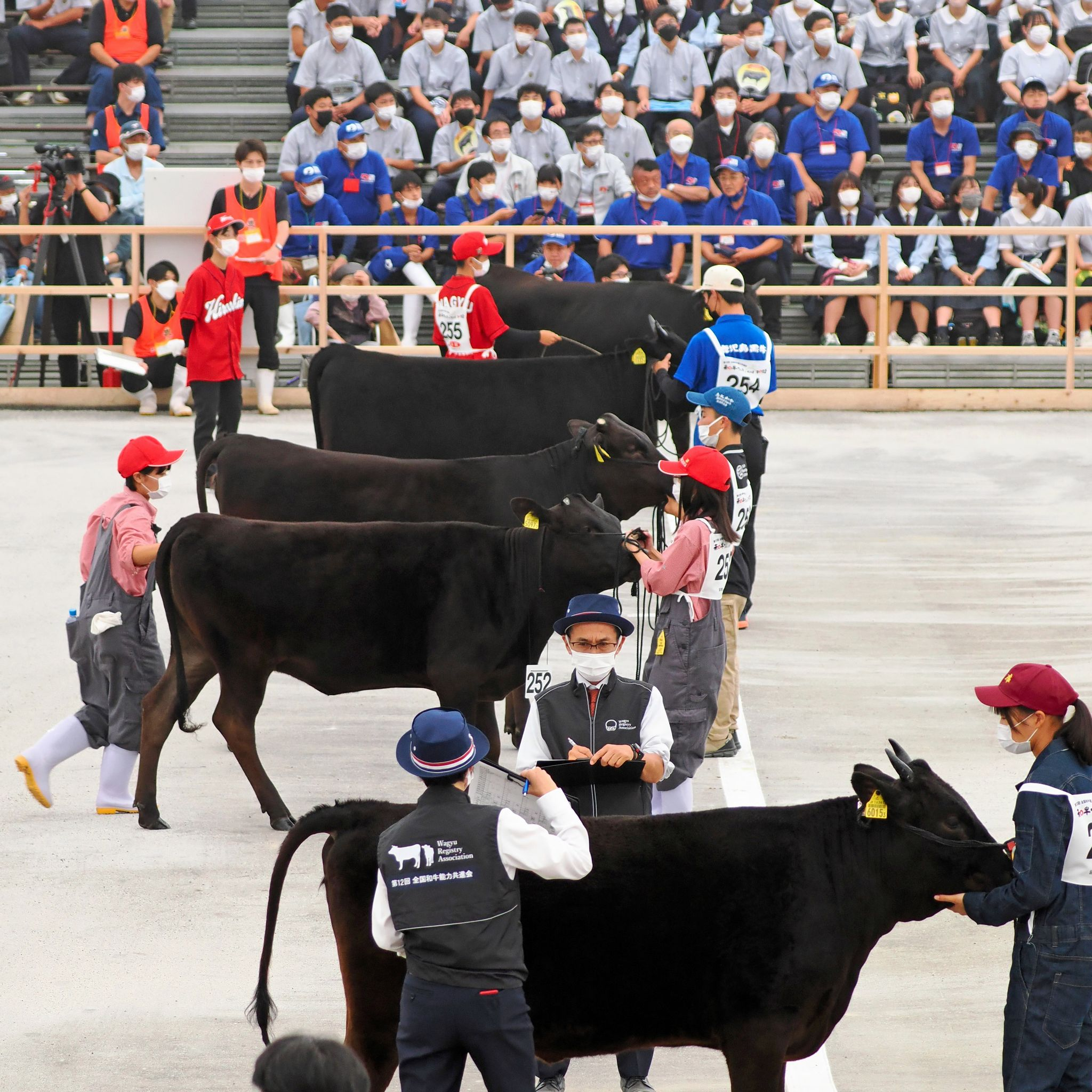 和牛五輪、牛飼いたちが競うのは　「いただく命」と向き合う #940