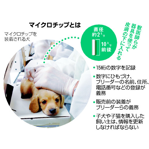 子犬・子猫にマイクロチップ　義務化の裏に透ける「構造」 #165