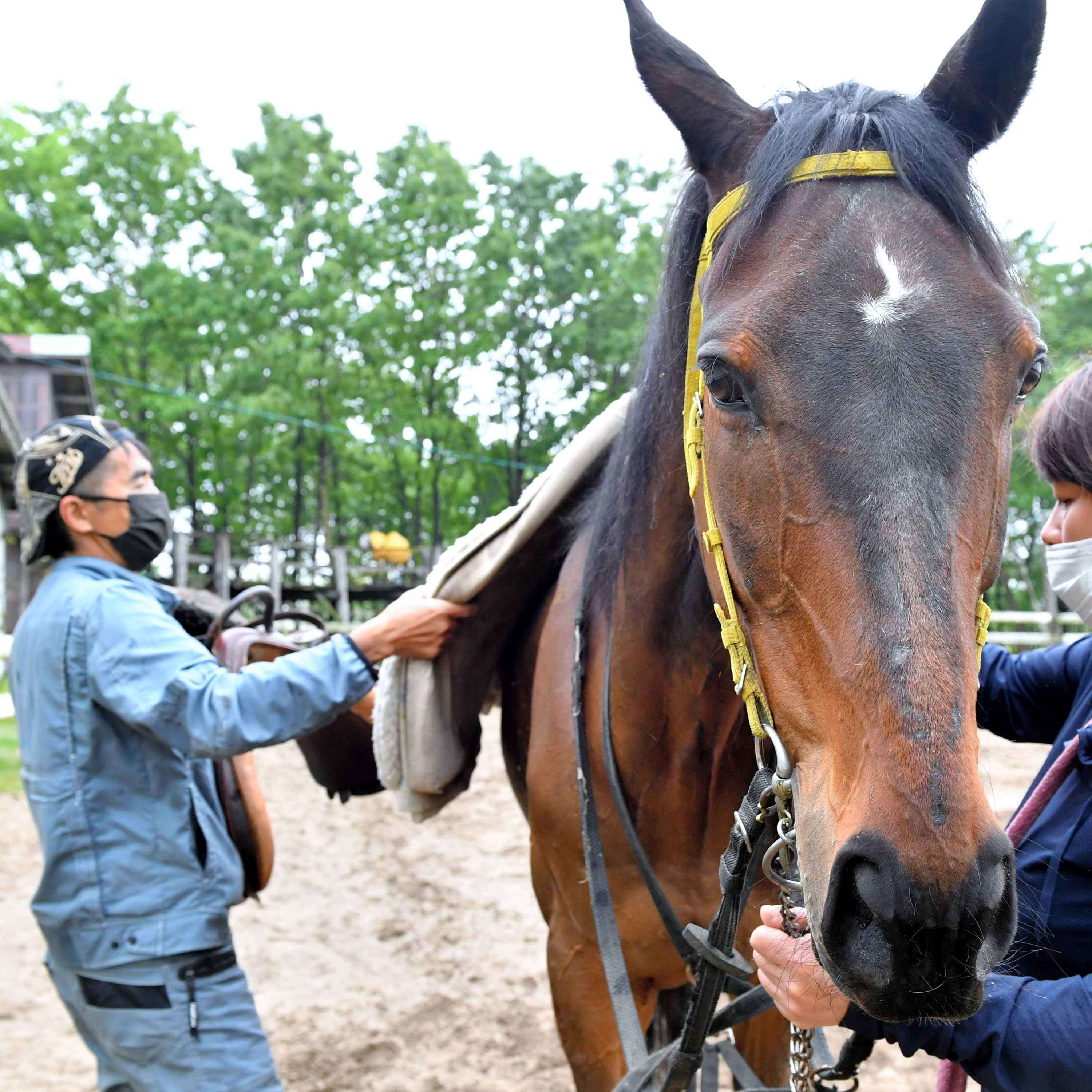 （再）引退競走馬が馬肉に「使い捨て」おかしい　元騎手始めた養老牧場 #524