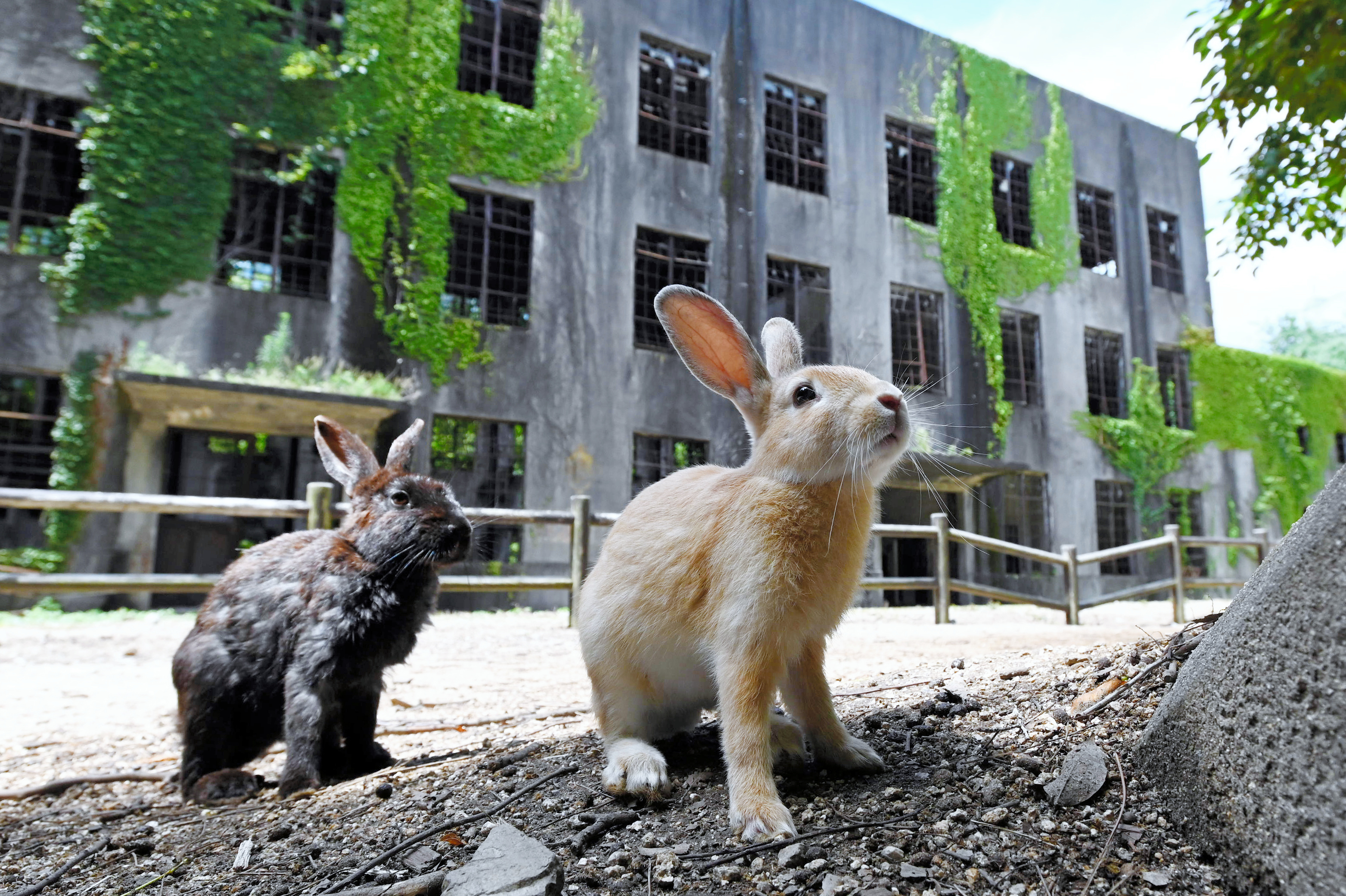 かわいい「ウサギ島」が背負う過去、楽しみも学びも　ダークツーリズム（後編） #155