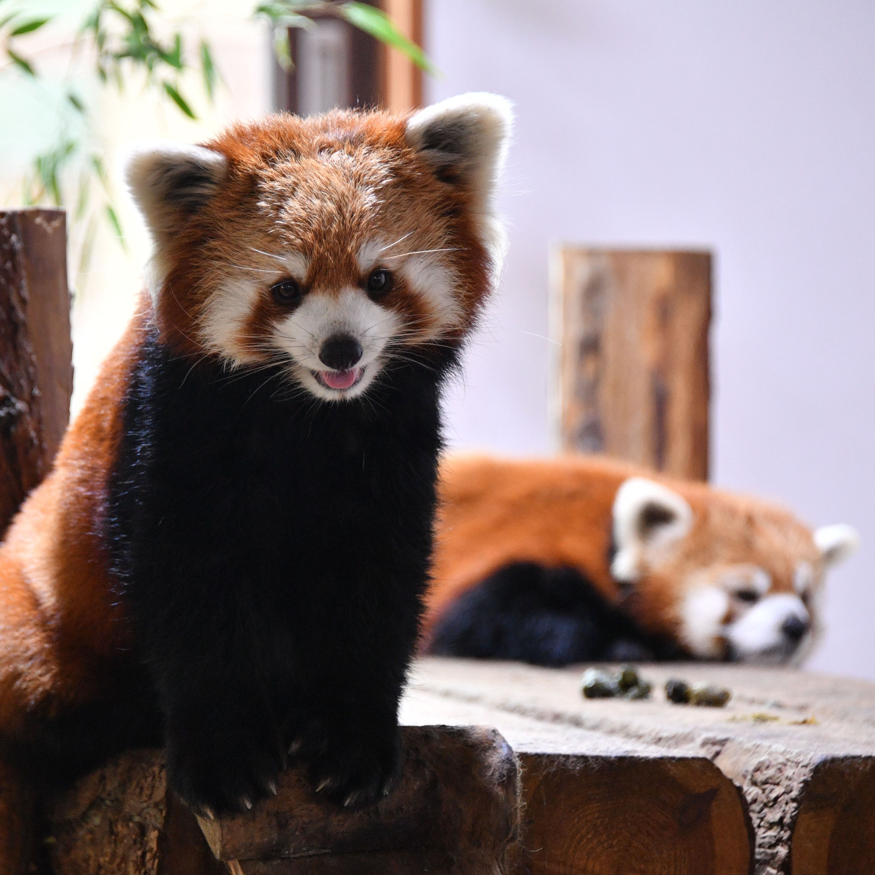 （再）動物園はノアの箱舟か　選別される命、人間のエゴ #19