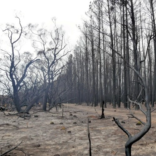 日本の国土の6割相当が焼失　山火事の脅威、対処法はまさかの火　オーストラリア先住民に学ぶ知恵（後編） #389