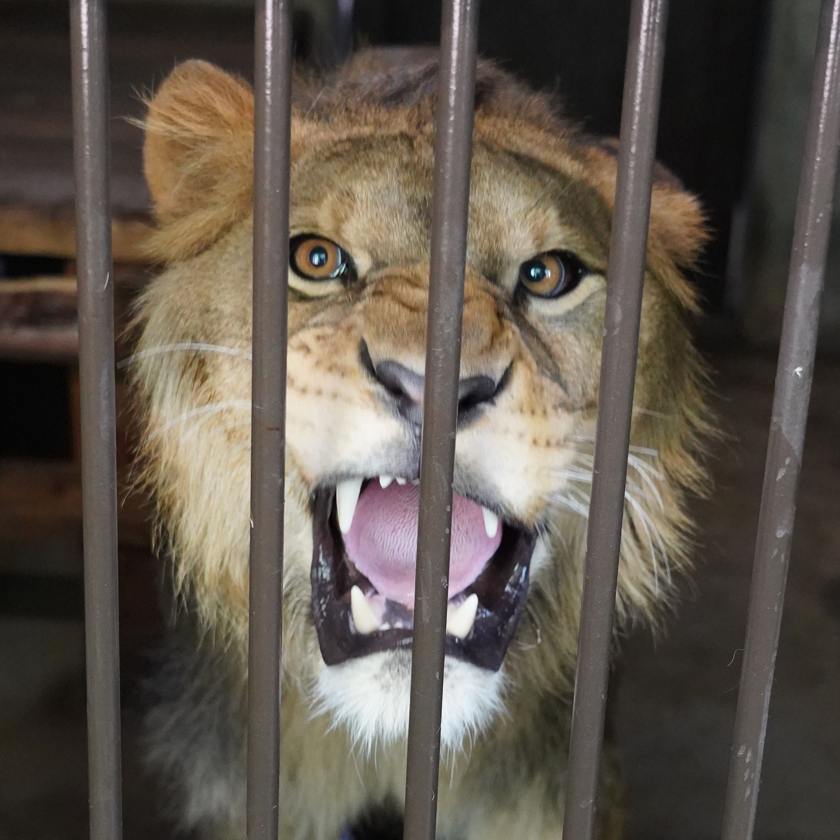 （再）動物園で生まれ、でも私たちの食卓へ？　「余剰動物」たちの悲劇 #18