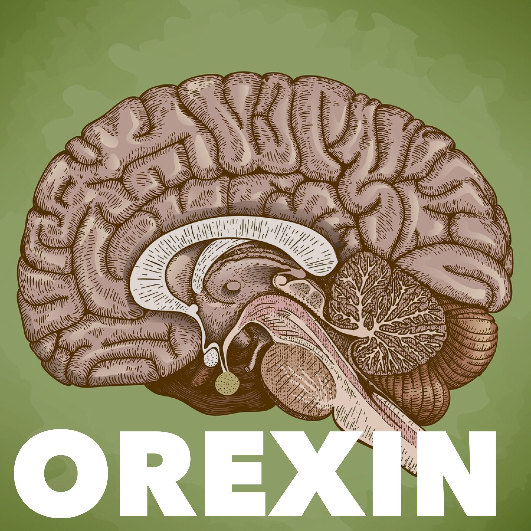 Orexin & Suvorexant
