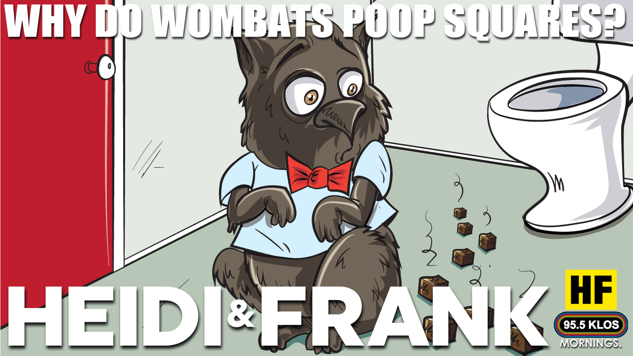 Why is wombat's poop square?