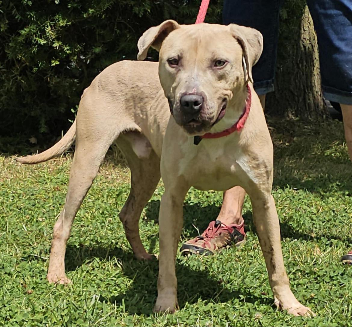 Wet Nose Wednesday:  Mocha