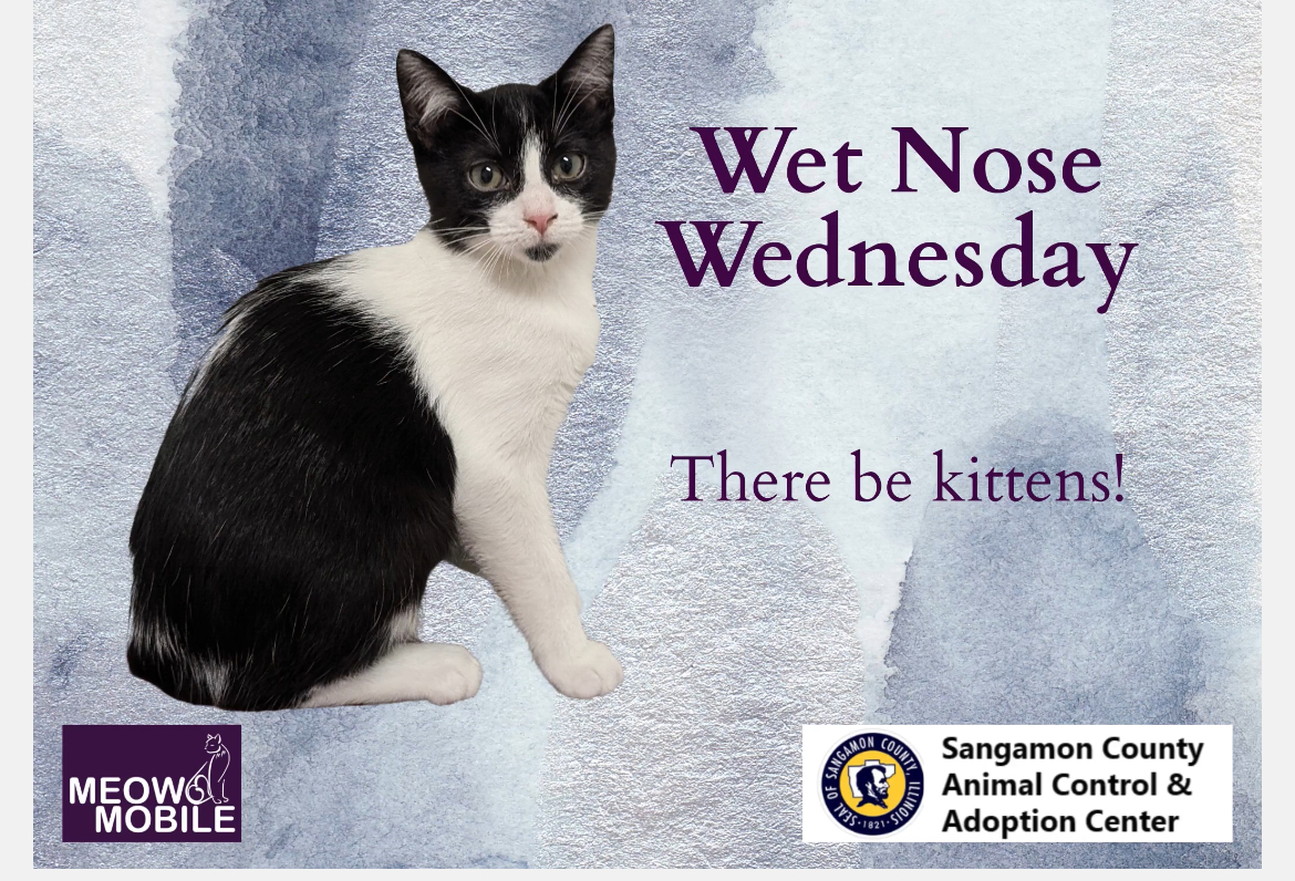 Wet Nose Wednesday:  Kittens