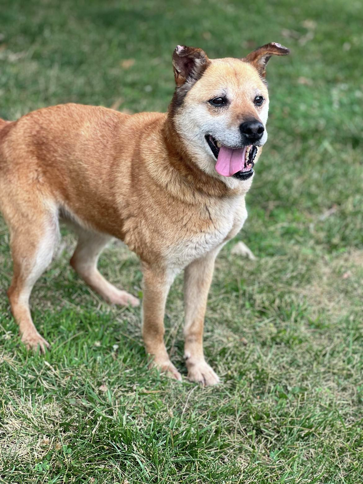 Wet Nose Wednesday:  Maggie