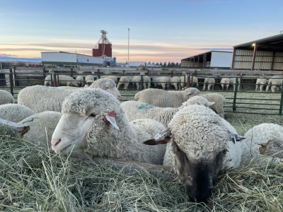 Successful Lamb-A-Year Program Seeks Support for Second Year