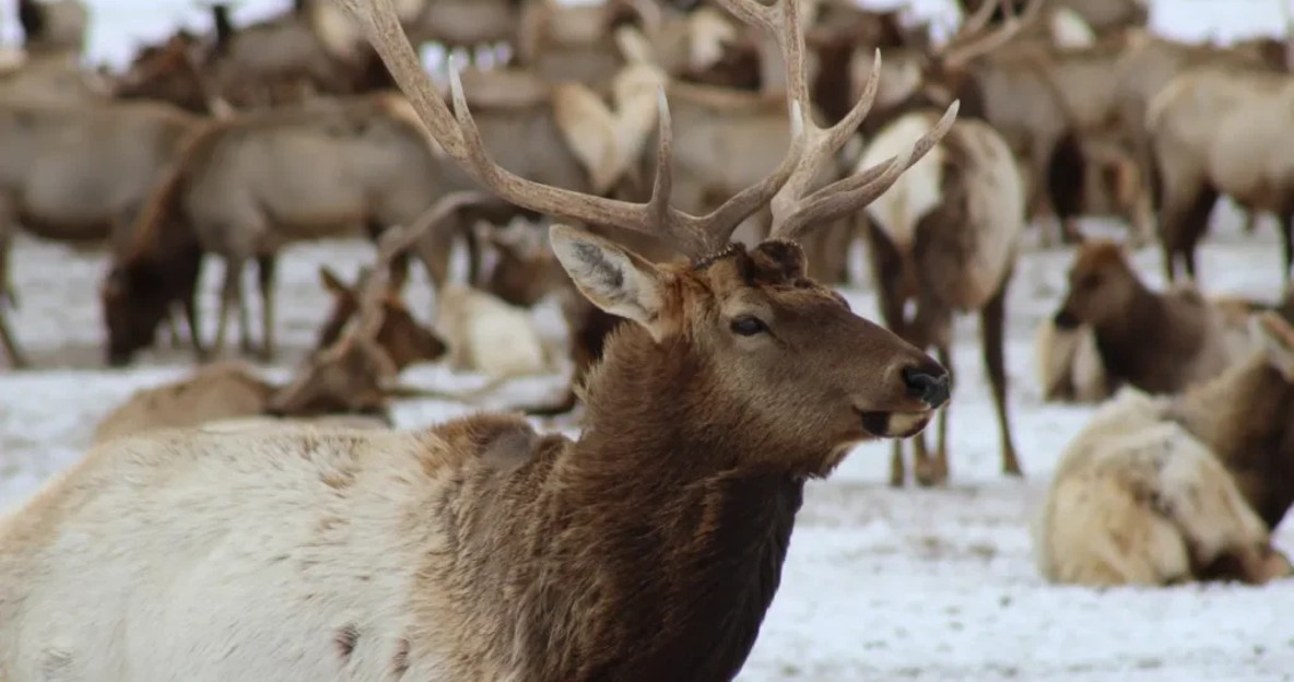 New Innovative Program Pays Ranchers for Providing Elk Habitat