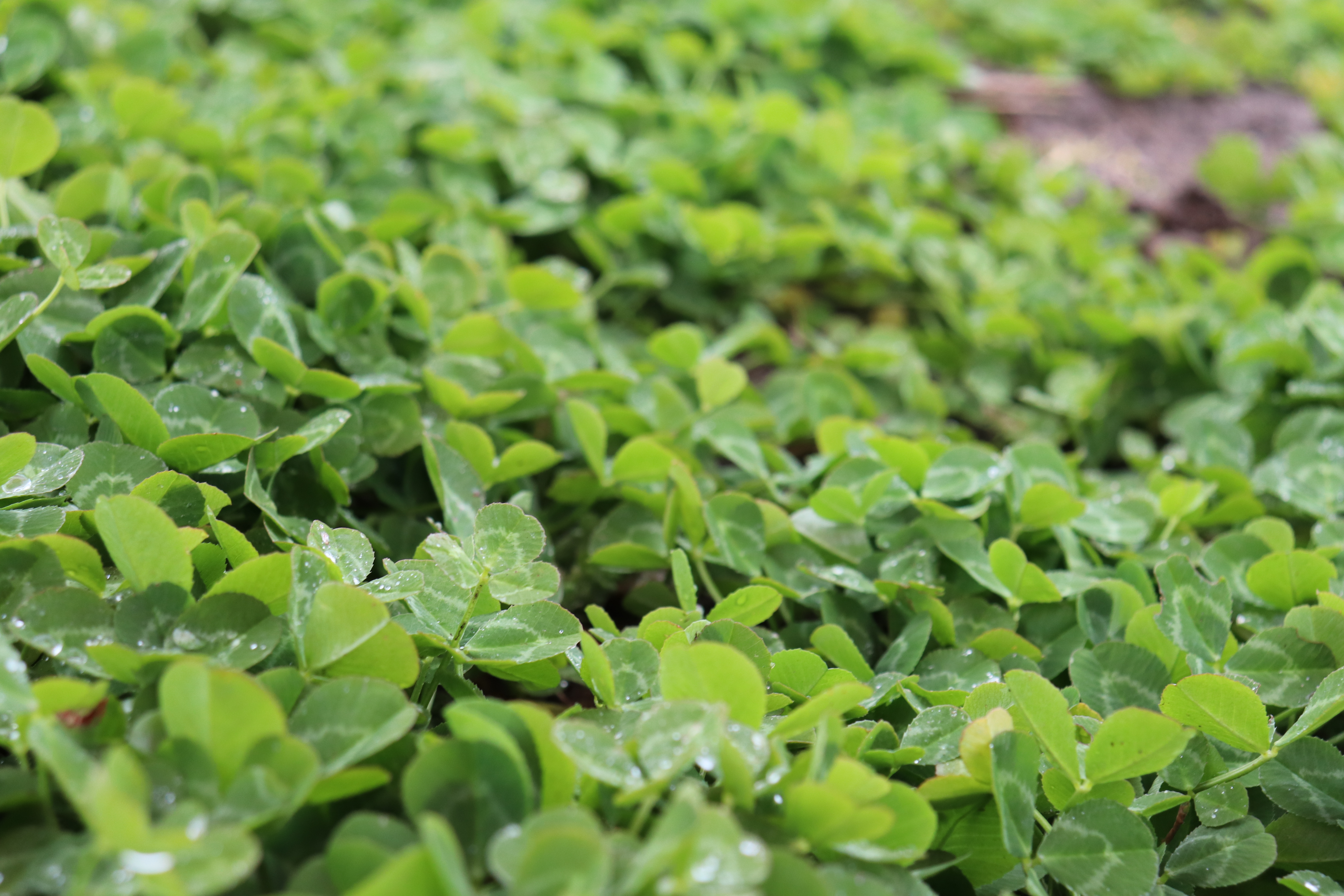 UPCOMING SA MALLEE FIELD DAYS