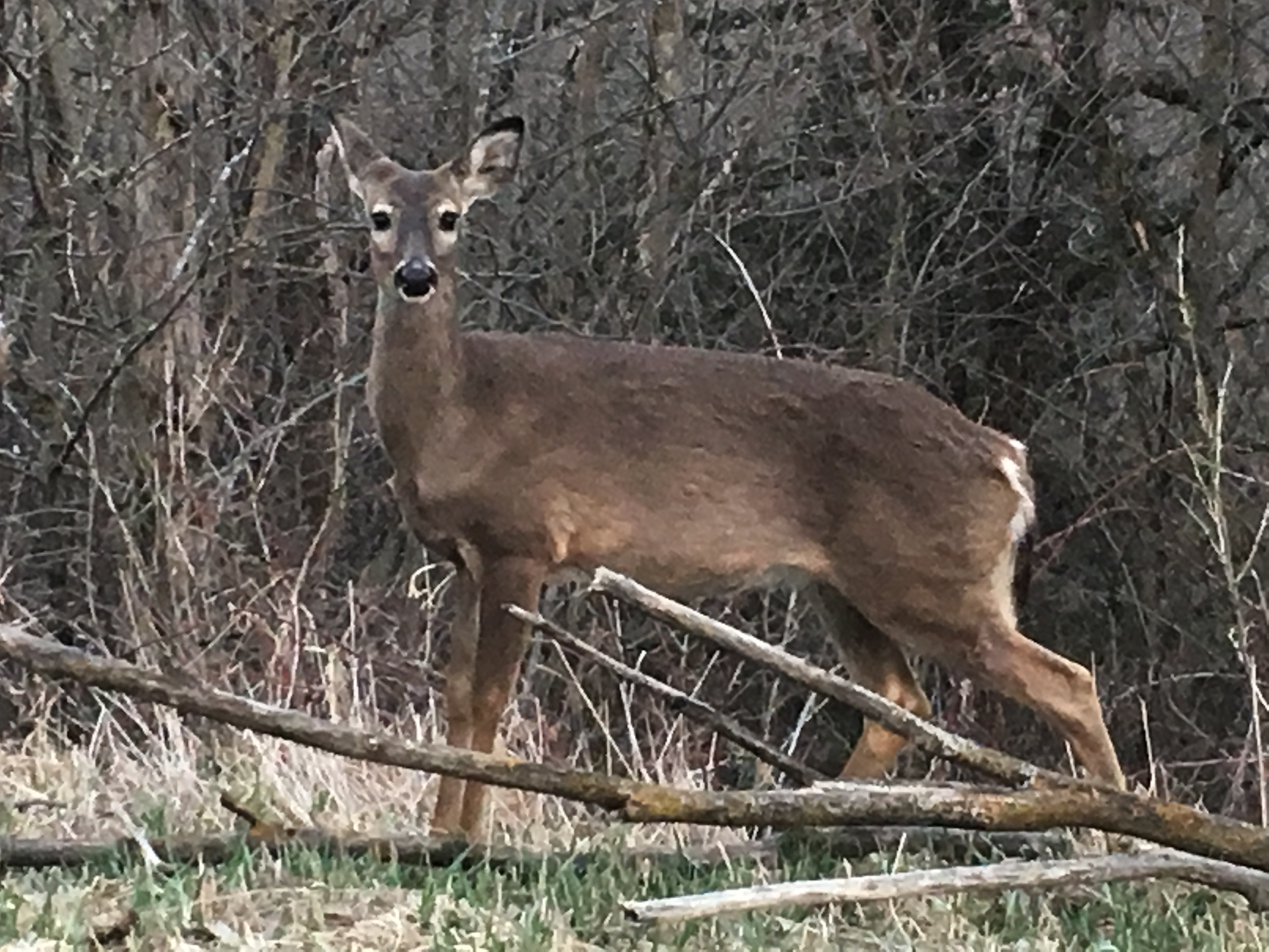 Deer hunting, the outdoors, and early ice