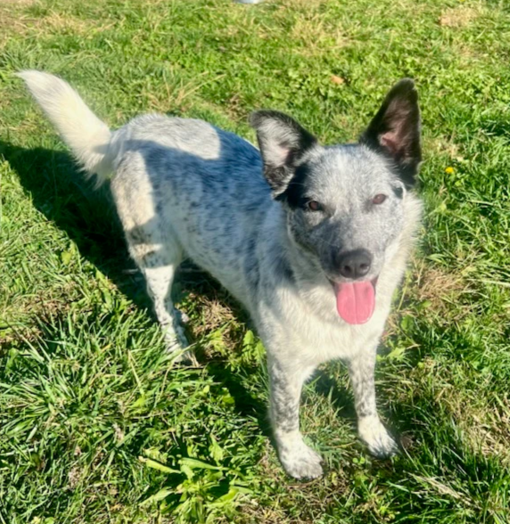 The Mason Jar Cafe's Furry Friends Friday featuring Bluey! 