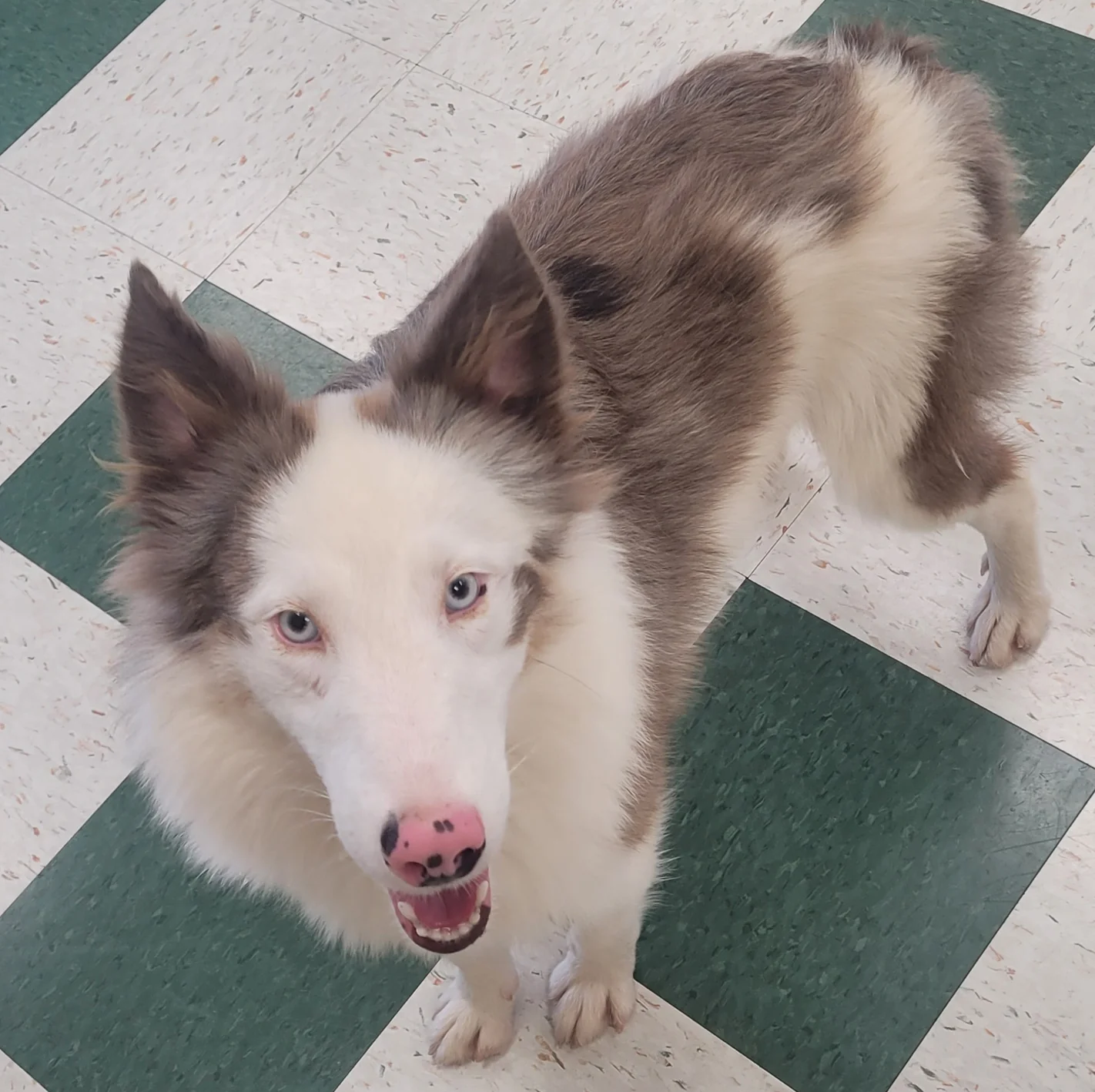 The Mason Jar Cafe's Furry Friends Friday featuring Klondike!