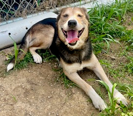 The Mason Jar Cafe's Furry Friends Friday featuring Betsy!