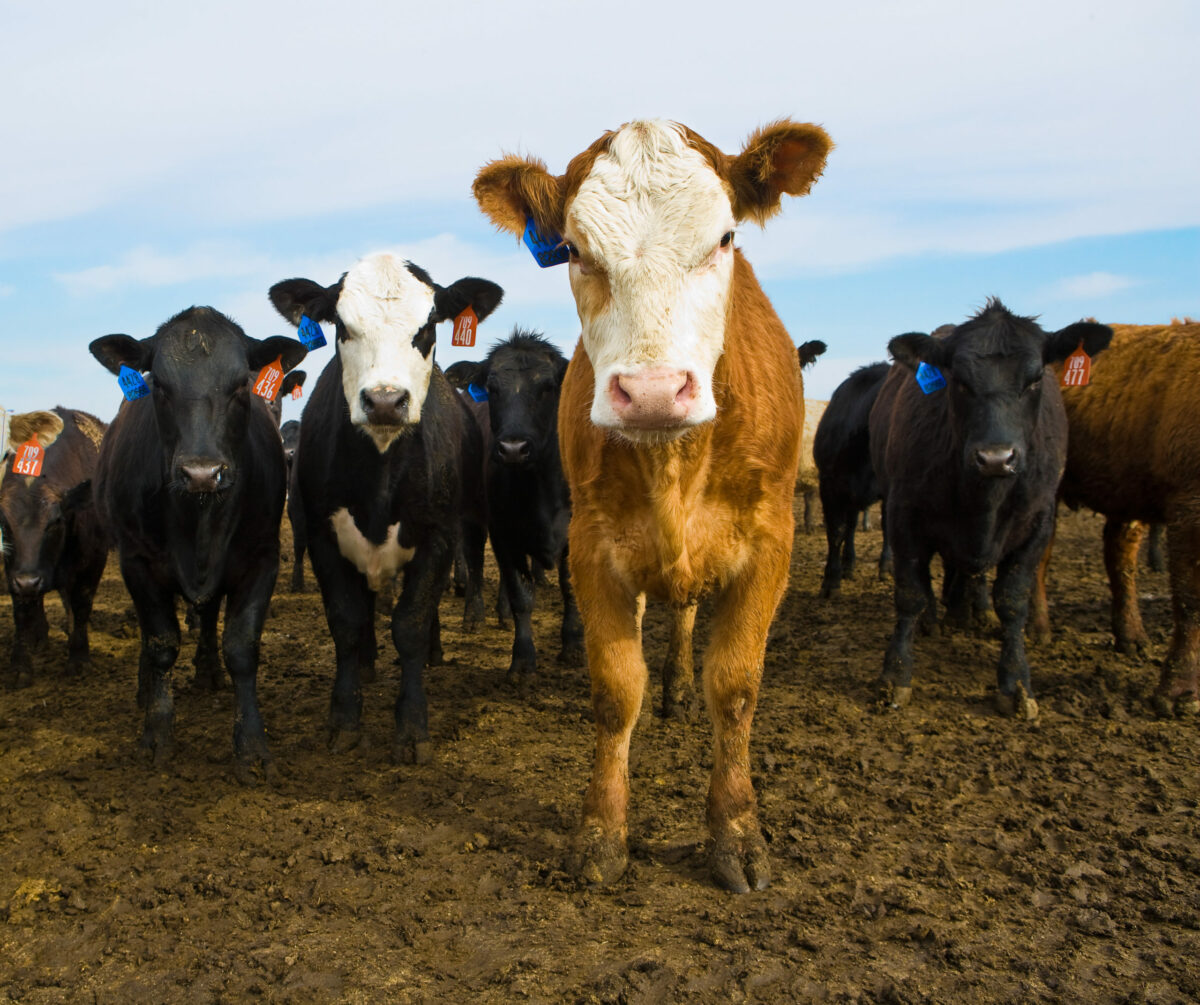 WI Cattlemen's President Tressa Lacy Explains EIDs