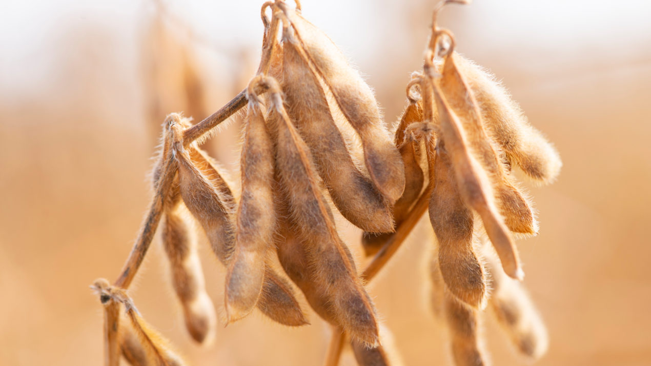 Soybeans Come Early To A Bearish Market