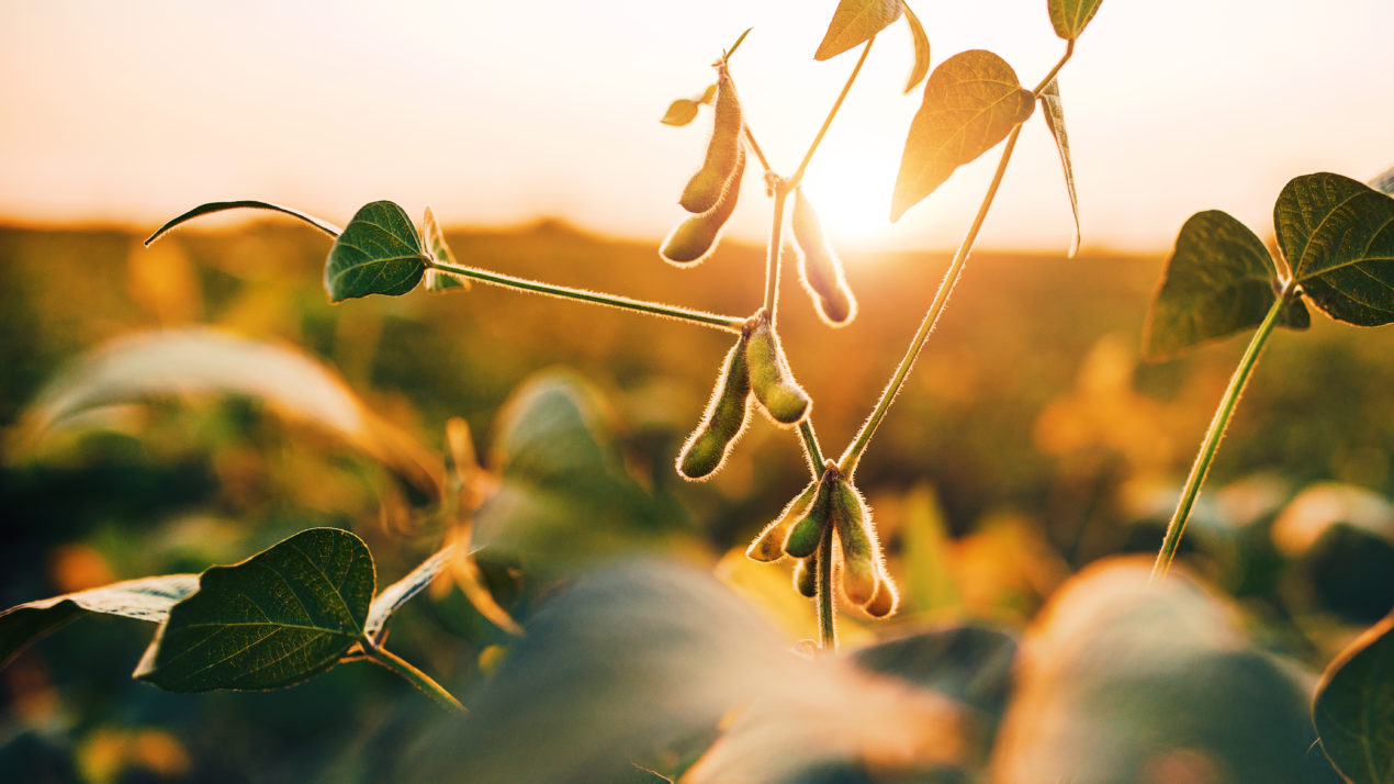 High-Oleic Soybean Acres To Increase In Wisconsin