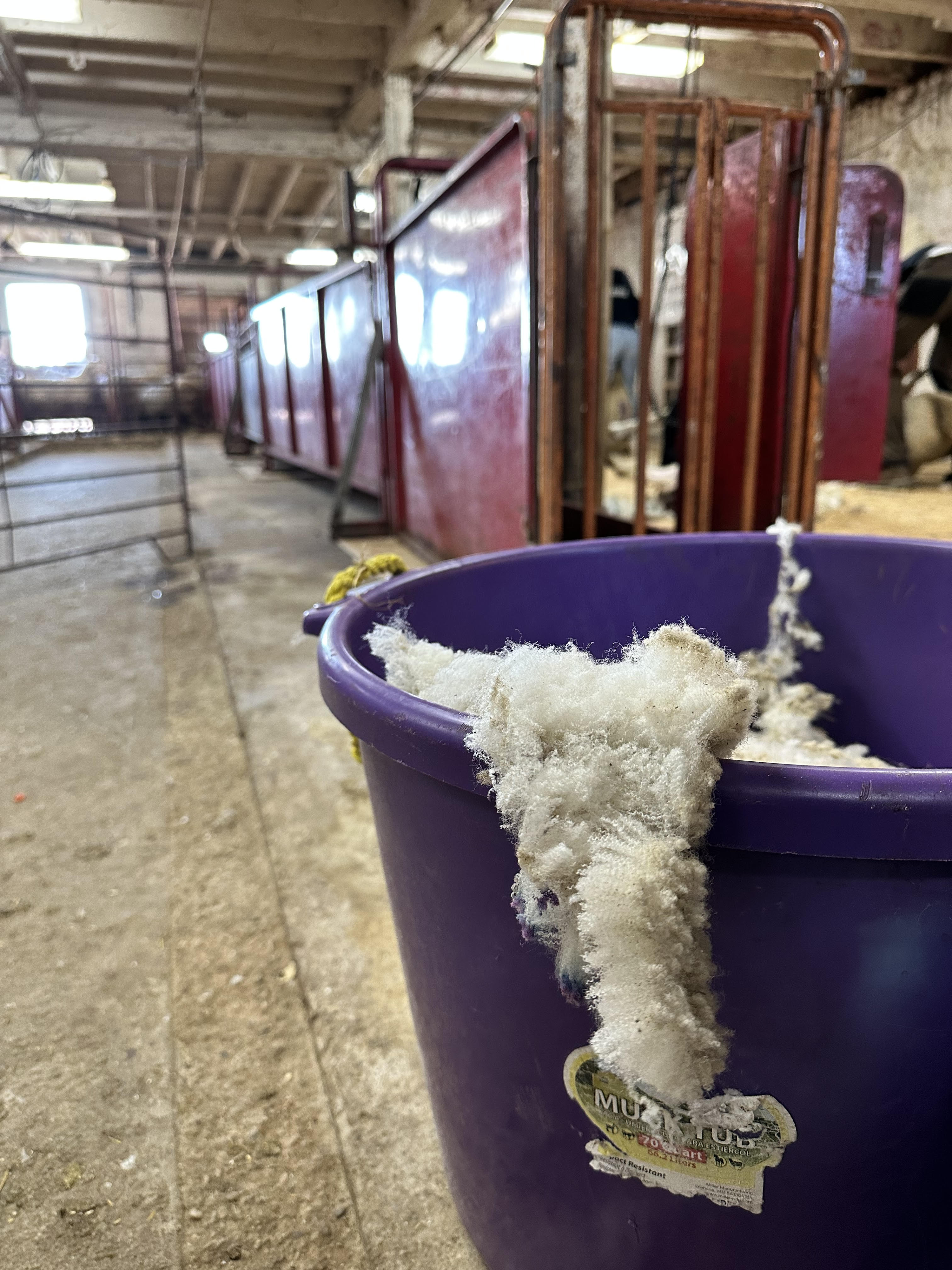 Journey From Suburbia To Sheep Shearing