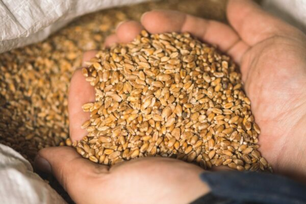 US Grains Council Grows Trade Relationships