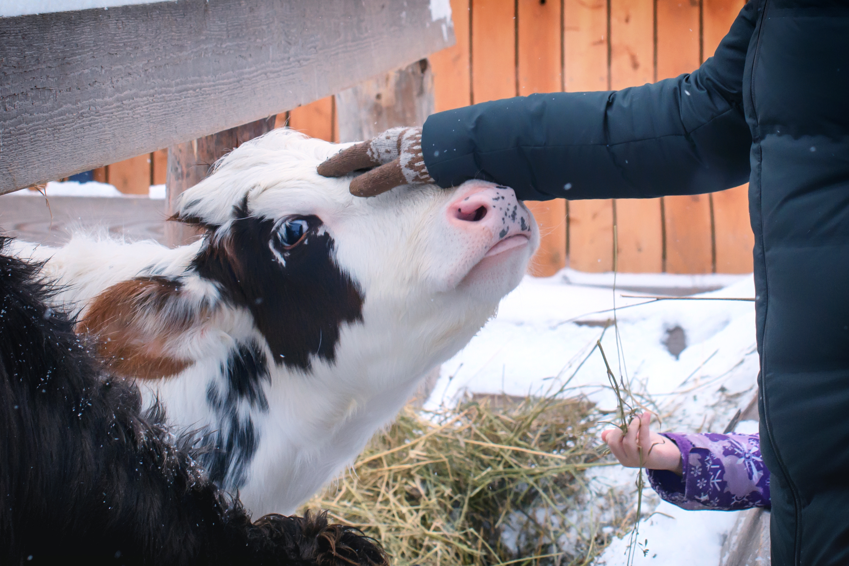 Protecting Calves in Colder Weather