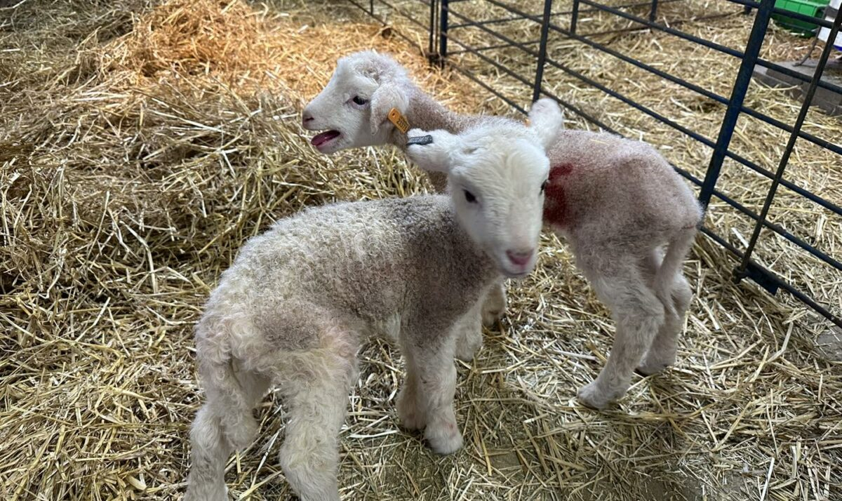 Best Practices For Kidding & Lambing