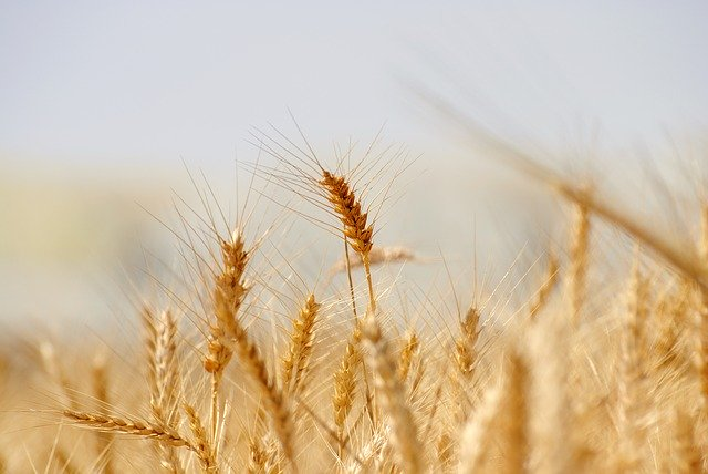 "Don't Dawdle" With The Winter Wheat Harvest