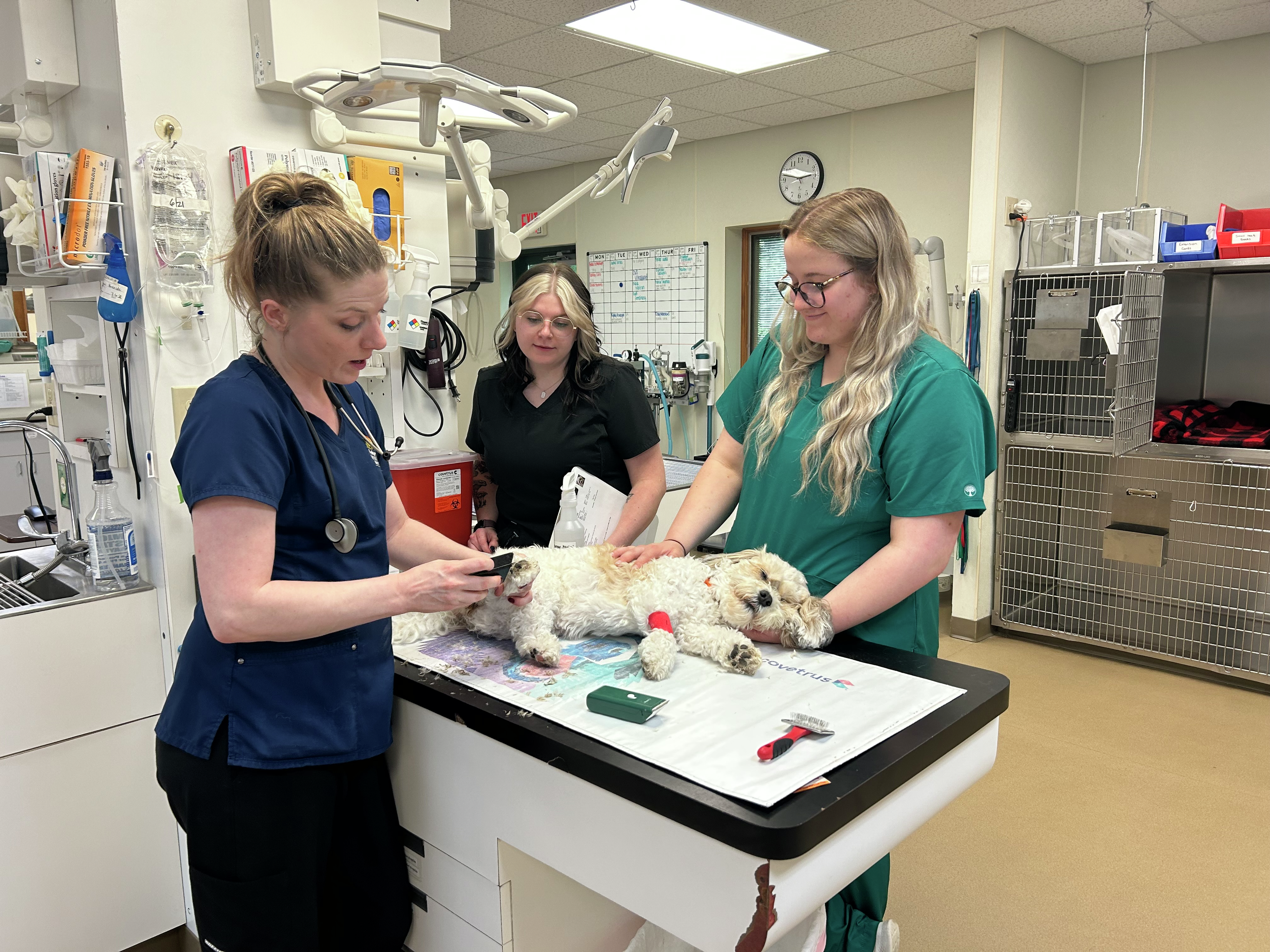 UW- Madison to have Renovations on the School of Veterinary Medicine