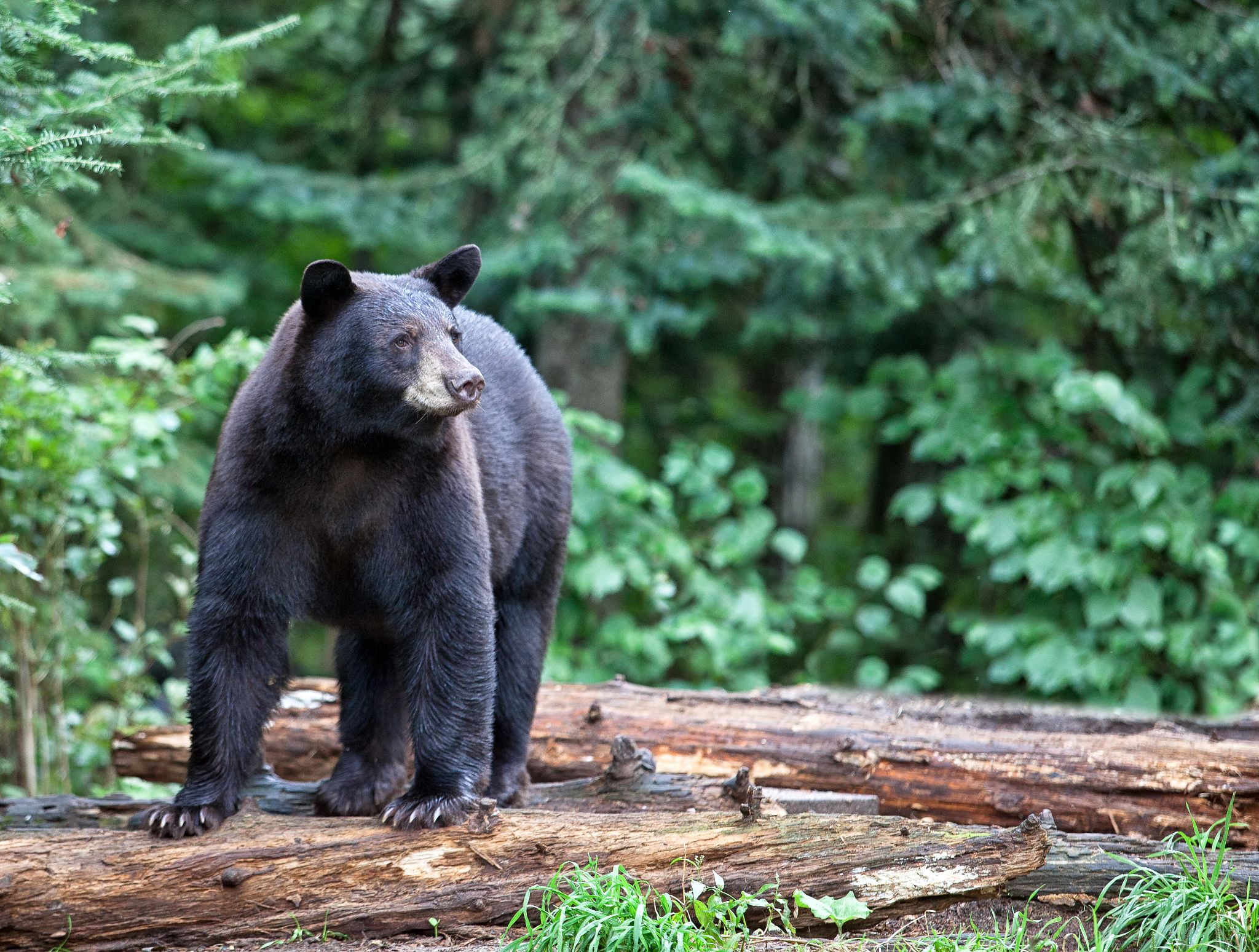 Bears: Plentiful but Elusive