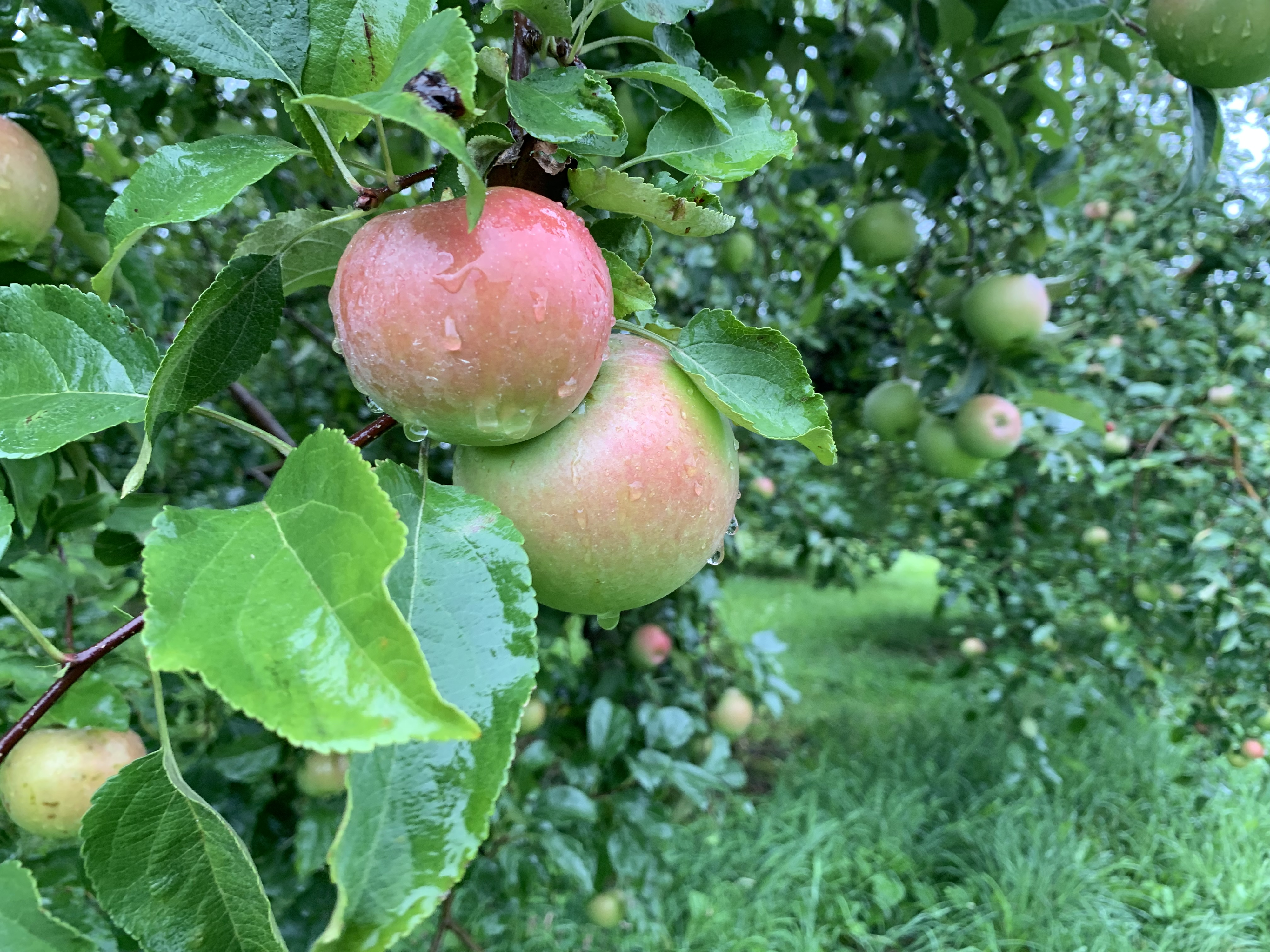 What to Expect at the Apple Orchard