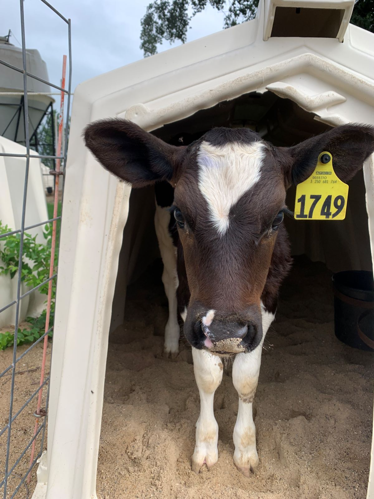 Impact of Heat on Dairy Calves