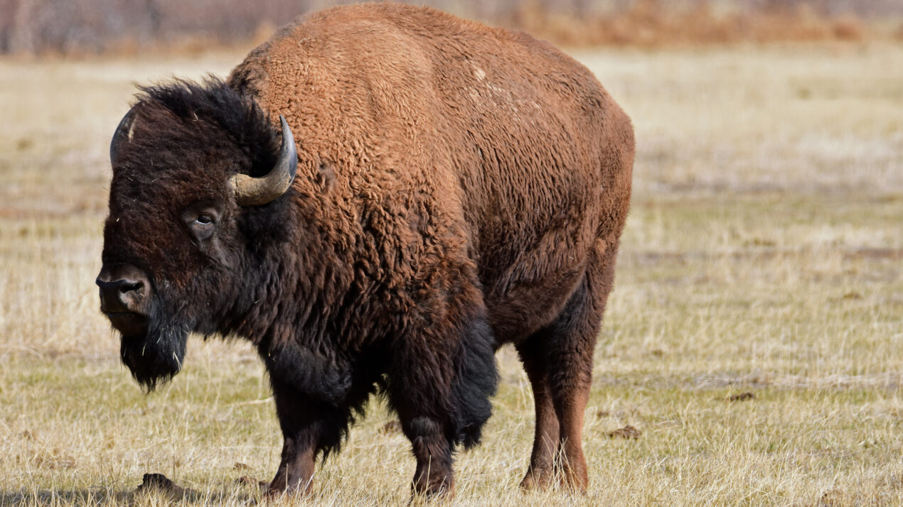 Getting The Word Out About Bison