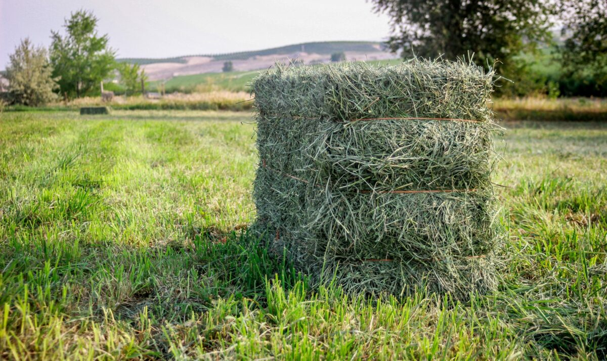 Have A Say In New Alfalfa Revenue Crop Insurance