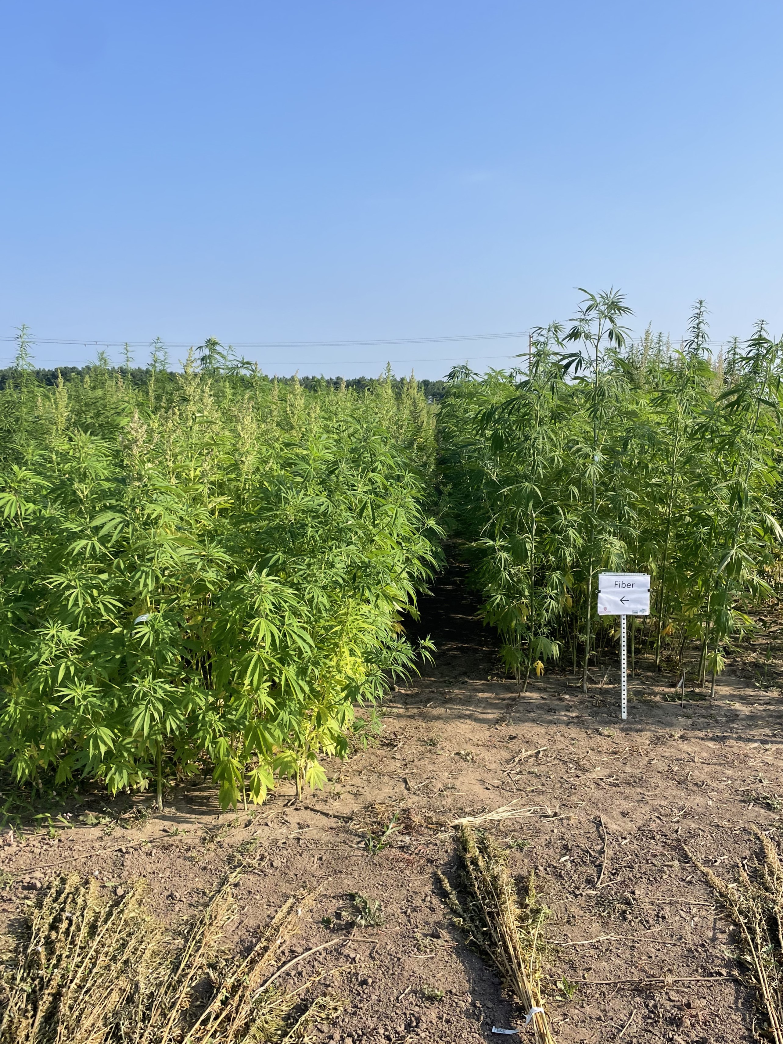 Hemp Is a Growing Industry with Lots of Potential