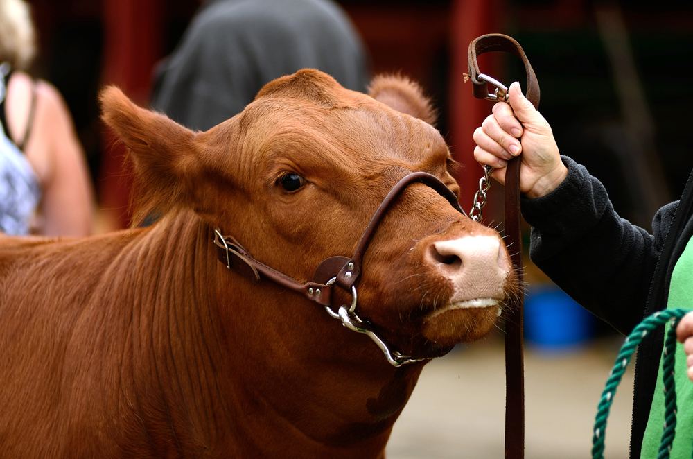 Rock County Youth Supporters Meat Animal Sale