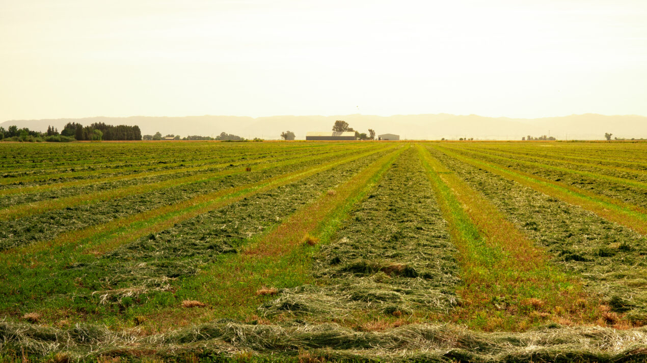 New Tool Helps You Find Best Alfalfa Cutting Dates