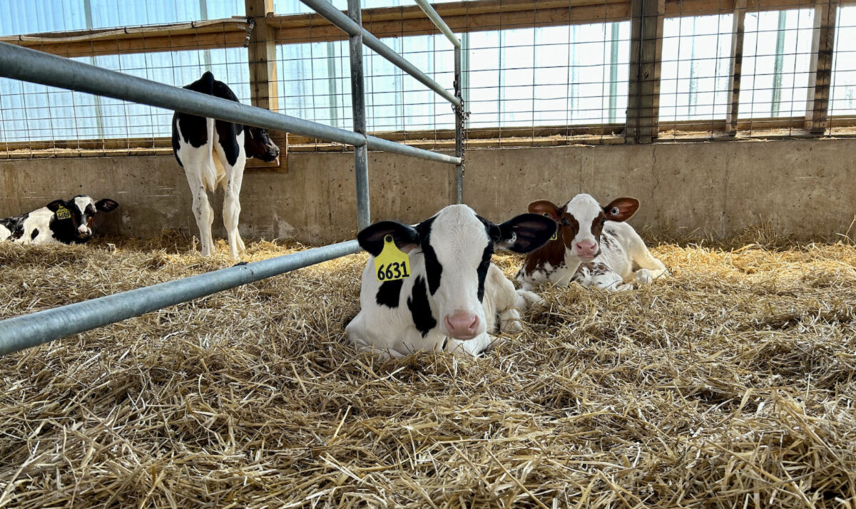 Are You Feeding Your Calves Too Much? There's An App For That.