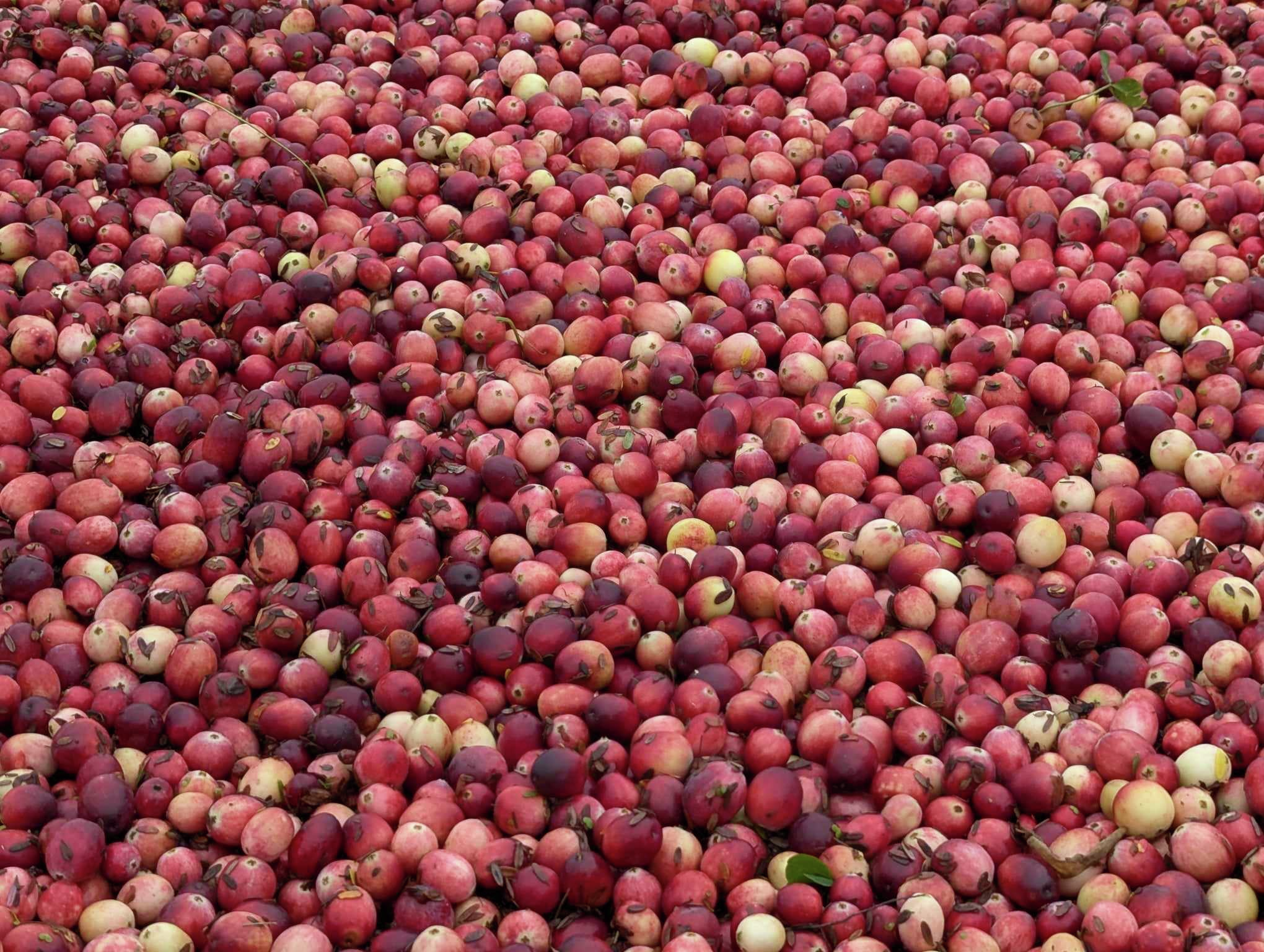 Celebrating 20 Years of the Cranberry as Wisconsin’s State Fruit