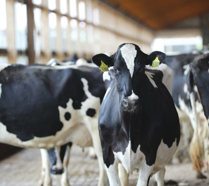 Reimbursements Available To Dairy Producers