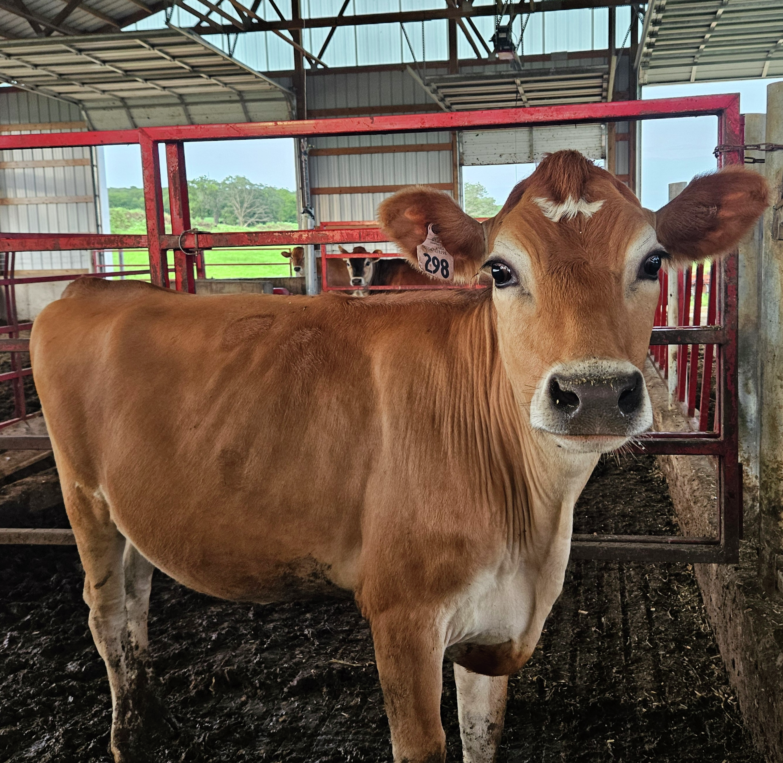 Dairy Farmer Resilient Through Stray Voltage Nightmare