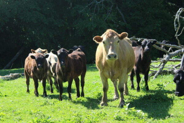 The Recycling Journey of Farm Animals