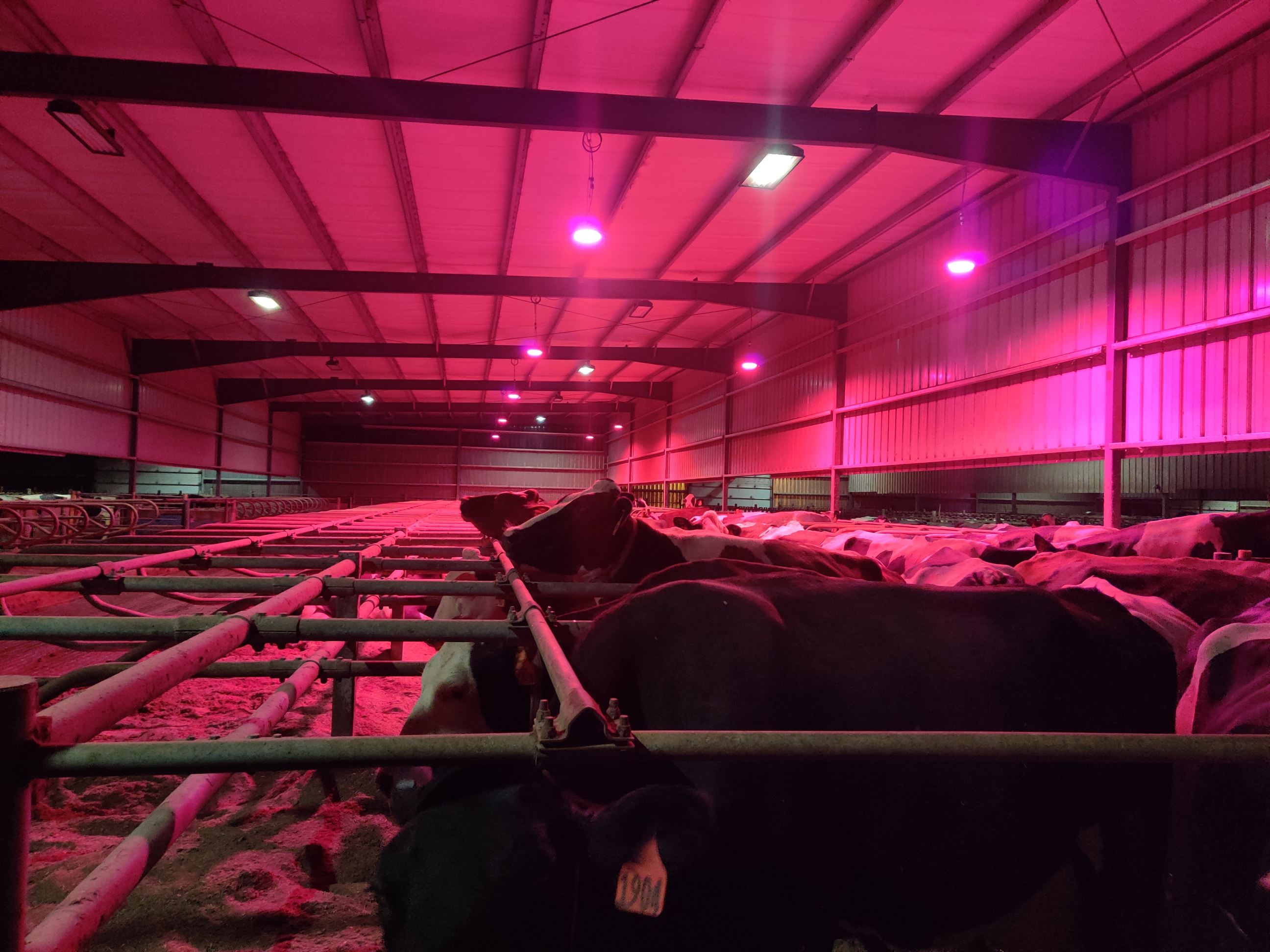 LED Light Improve Cows Production