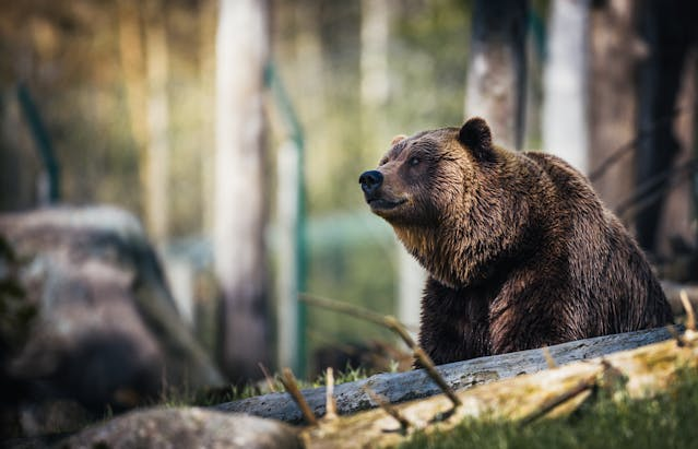 Who'd you rather be alone in the woods with? A man or a bear?