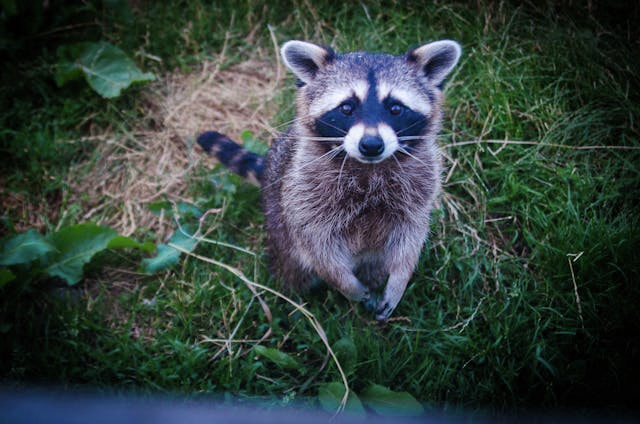 Watch out for the Crack-Coon!