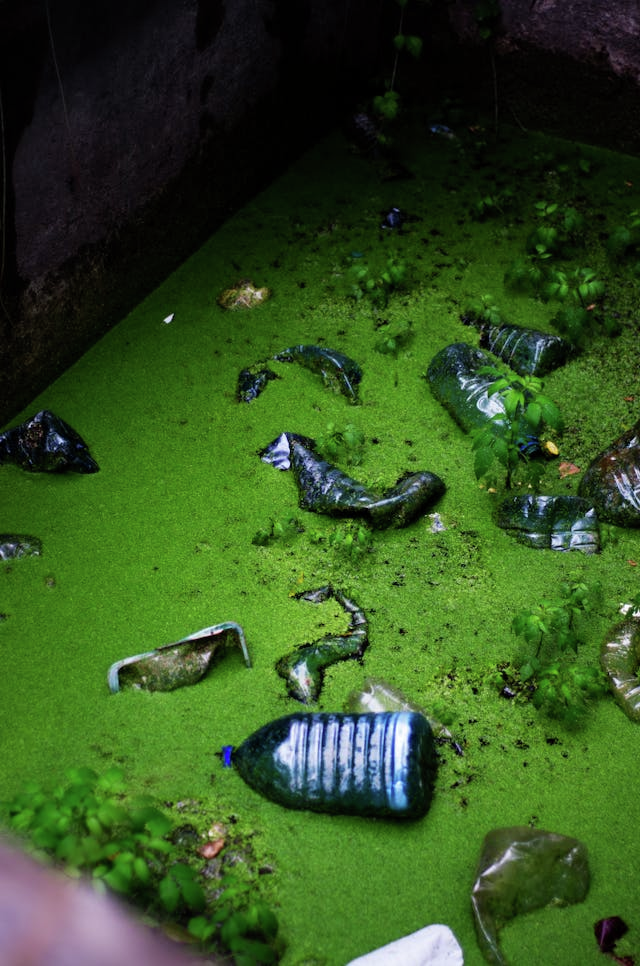 Dirty water in France. Dirty water in the marsh!