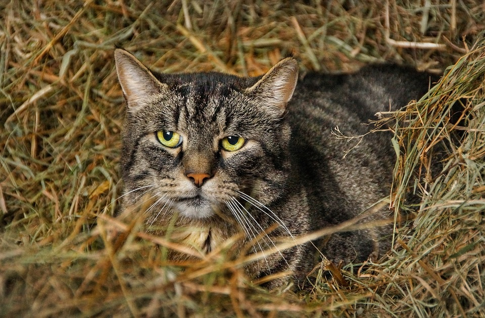 Georgetown Biologist Pete Marra, expert on affect cats have on outdoors