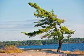 'The tree' at Killbear Park is slowly dying