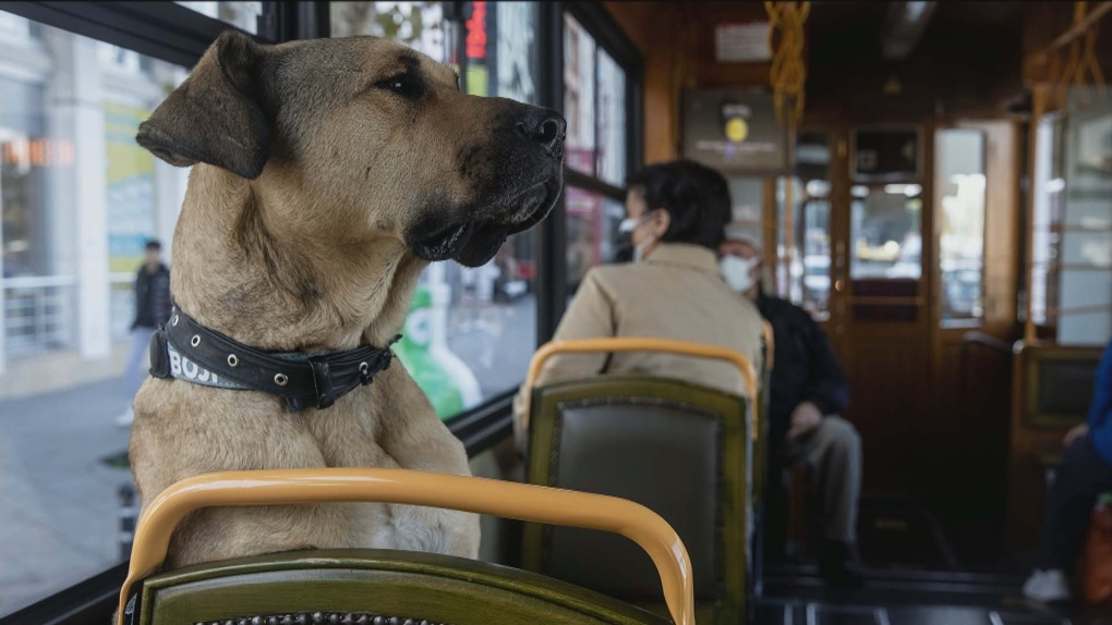 Dog lovers rejoice: Ensemble Montreal is tabling a bill that would allow dogs on the STM