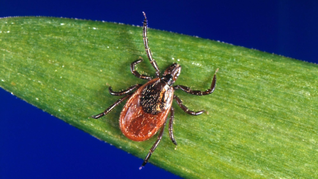 Tick safety: How to protect yourself from Lyme disease